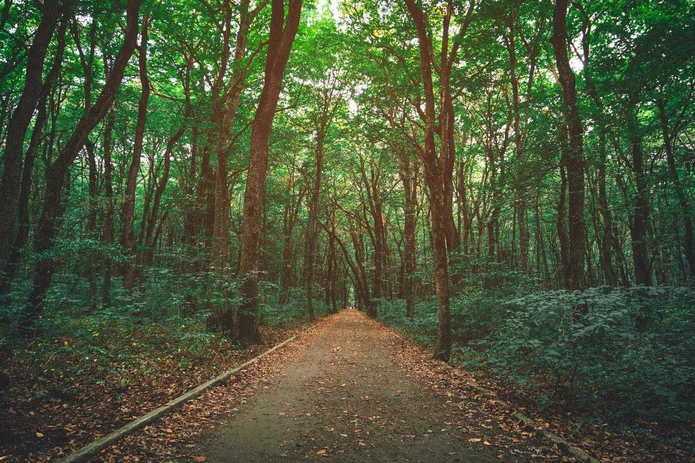 Woods with Path and Leaves at Dawn